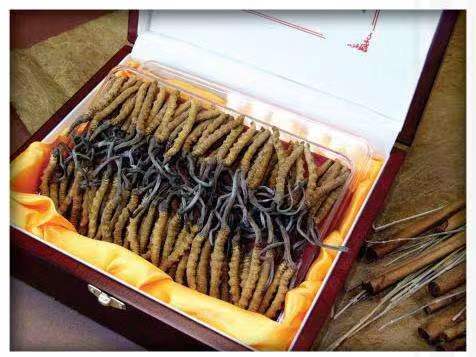 鸡西冬虫夏草回收